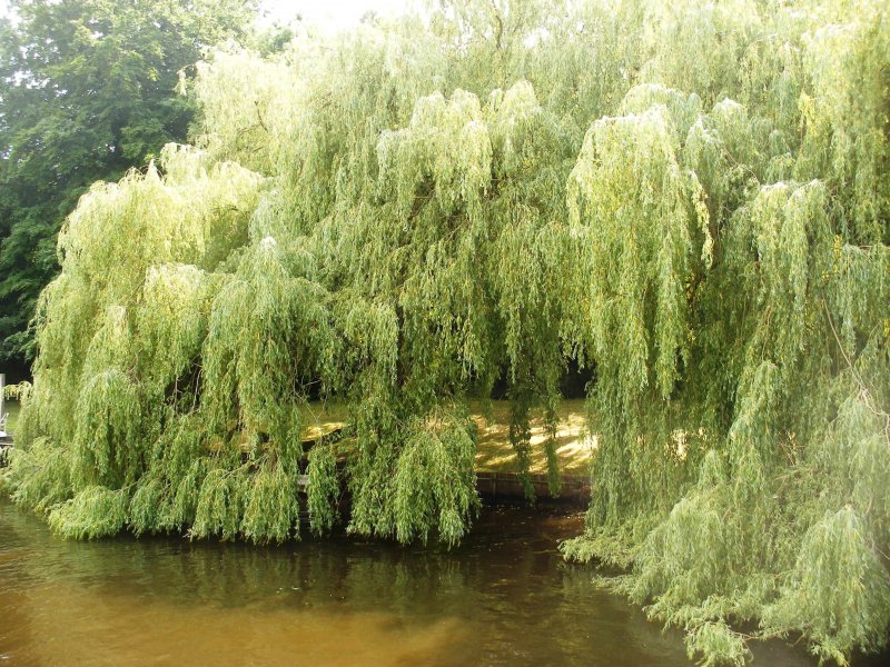 Ива Salix gracilistyla melanostachys