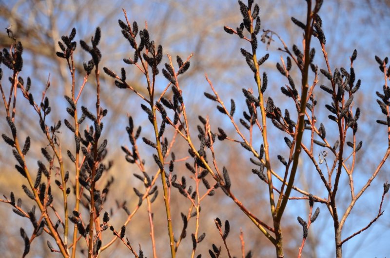 Ива Salix gracilistyla melanostachys