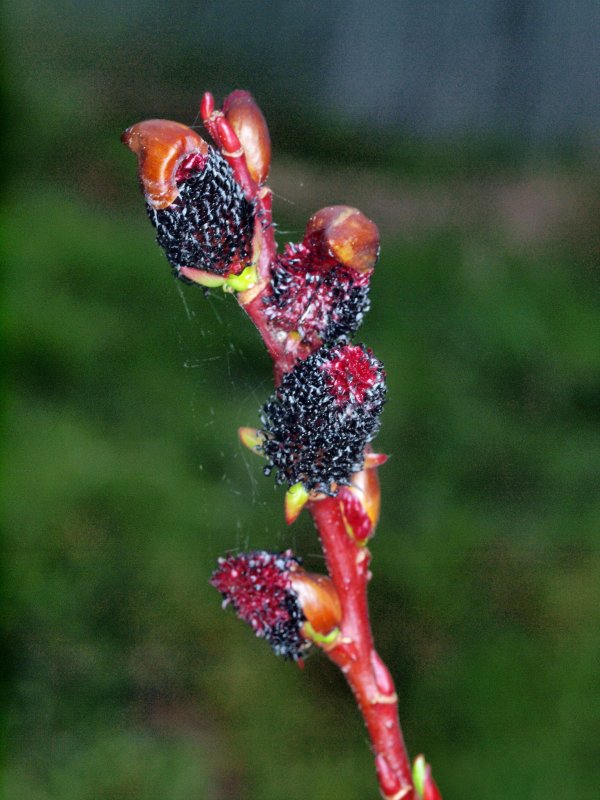 Ива тонкостолбиковая "melanostachys" (Меланостахис)