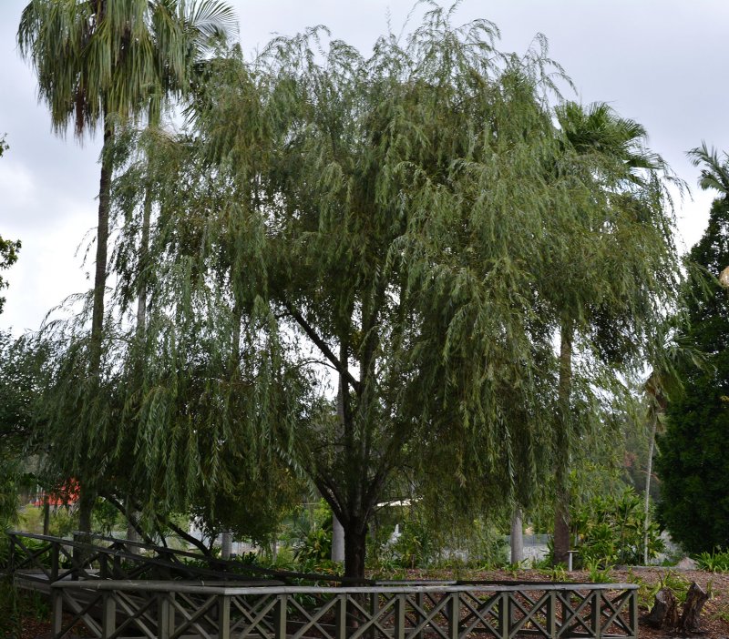 Ива Salix fragílis