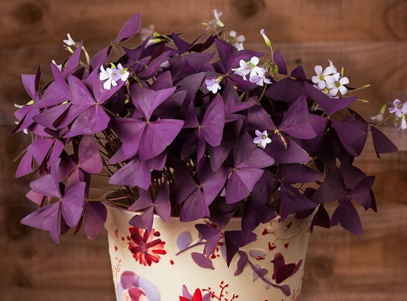 Кислица треугольная (Oxalis triangularis)