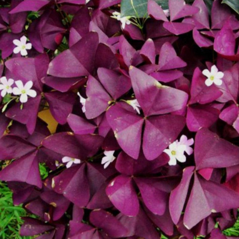 Кислица Ортгиса (Oxalis ortgiesii).