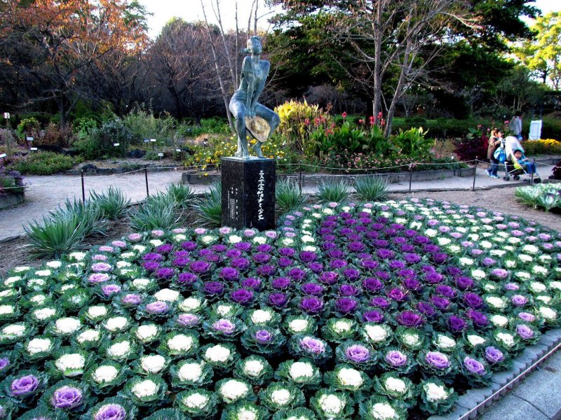 Капуста декоративная Botanical