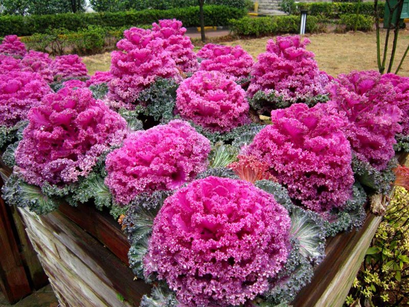 Капуста декоративная Kamome Pink