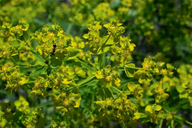 Молочай Жигулёвский (Euphorbia zhiguliensis)