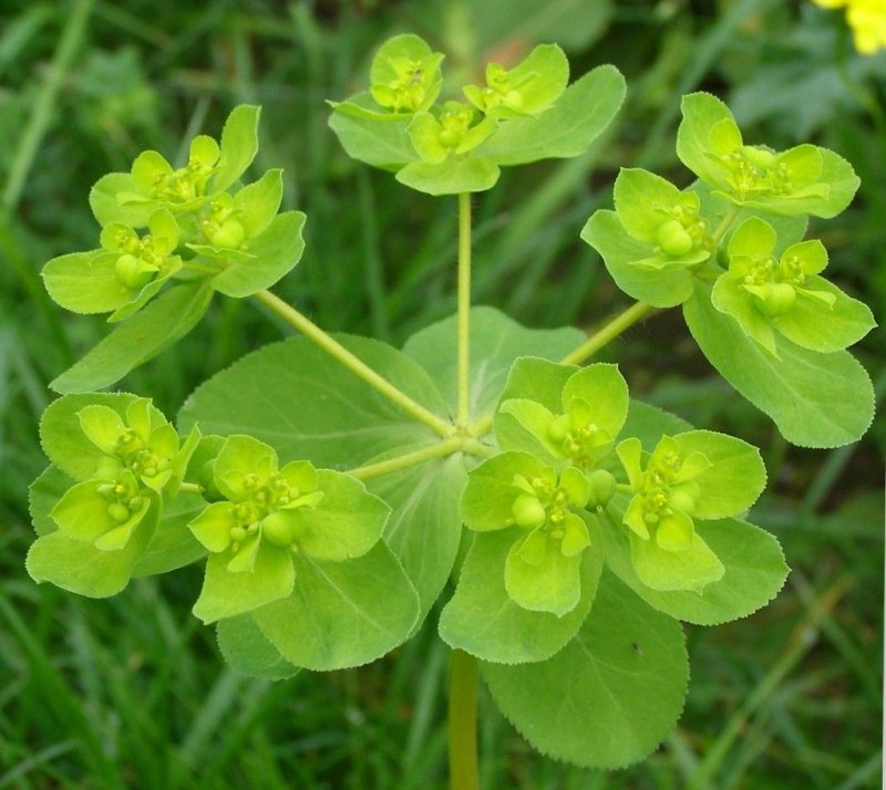 Молочай Жигулёвский (Euphorbia zhiguliensis)
