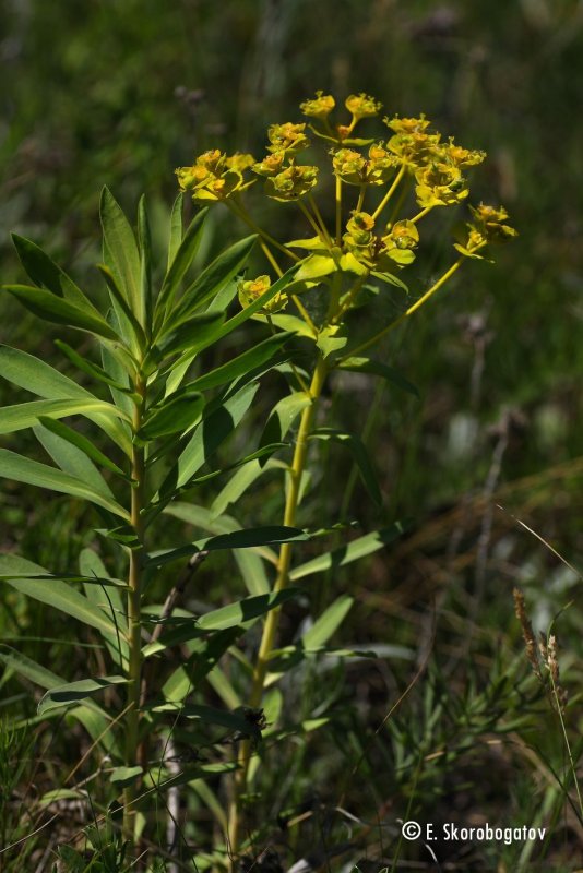 Молочай Жигулёвский (Euphorbia zhiguliensis)