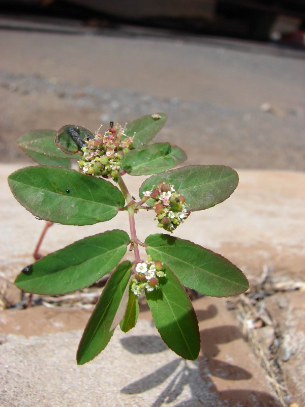 Chamaesyce hypericifolia