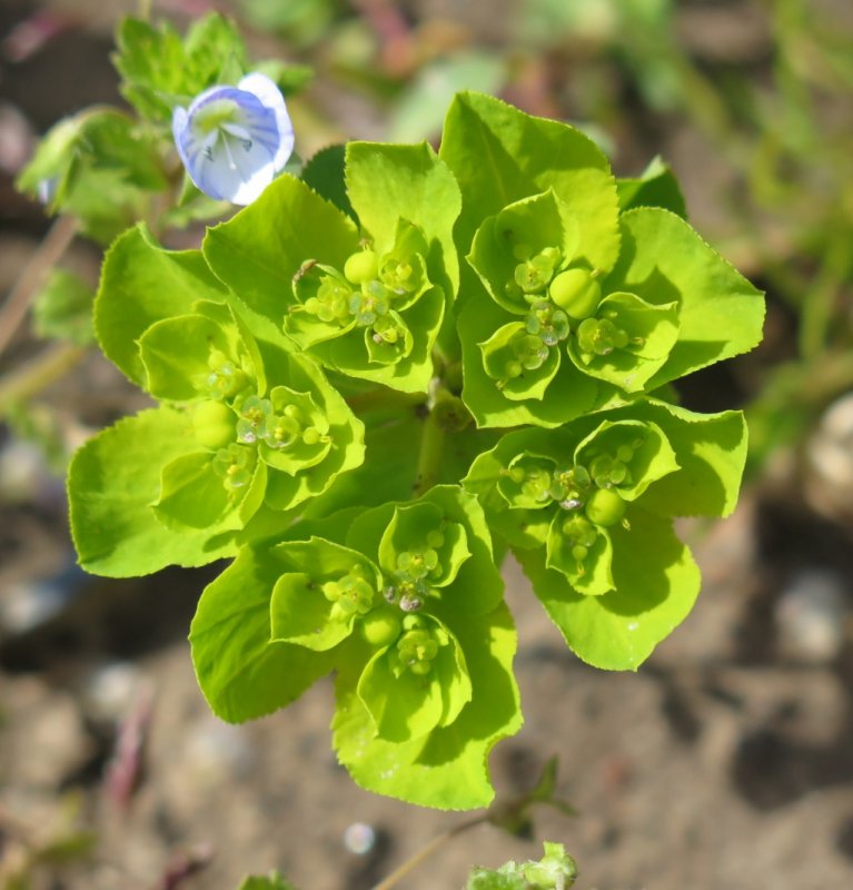 Euphorbia helioscopia молочай солнцегляд