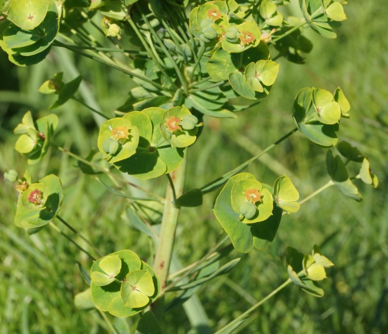 Euphorbia virgata
