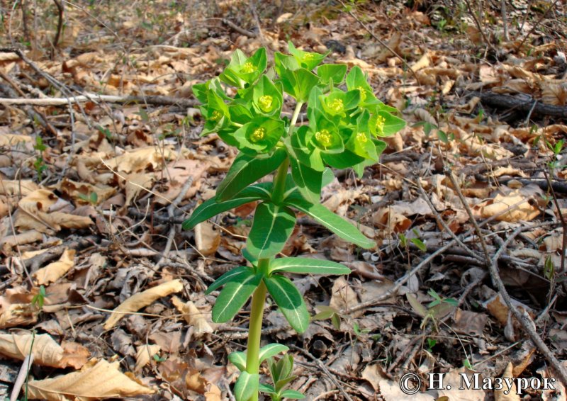 Euphorbia esula