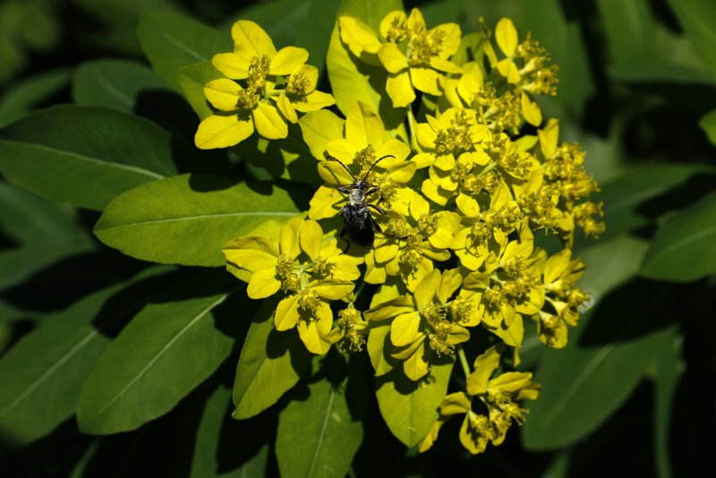 Euphorbia pilosa