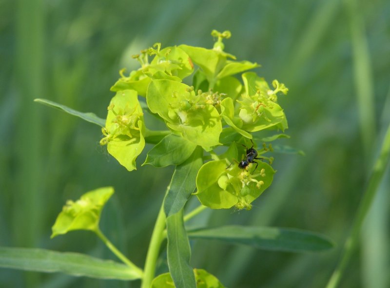 Молочай лозный (Euphorbia virgata)