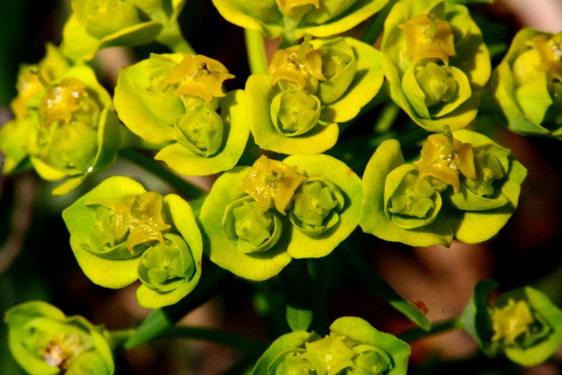 Euphorbia cyparissias