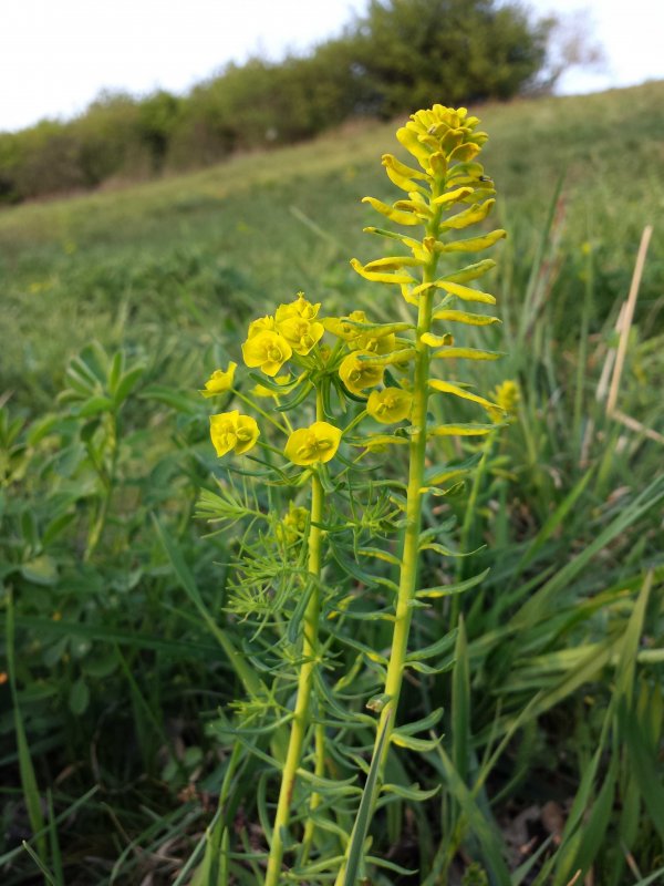 Молочай Жигулевский (Euphorbia zhiguliensis Prokh.).