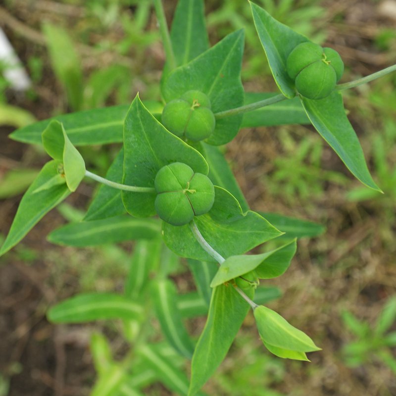 Euphorbia lathyris молочай