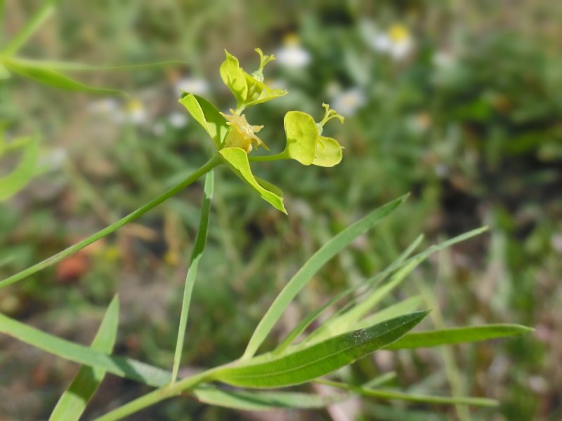 Молочай Жигулёвский (Euphorbia zhiguliensis)