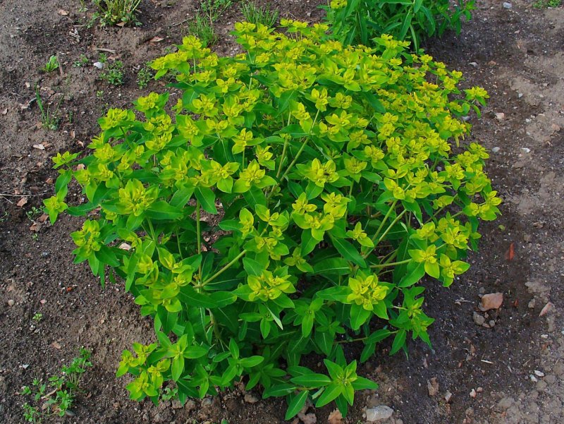 Euphorbia helioscopia молочай солнцегляд