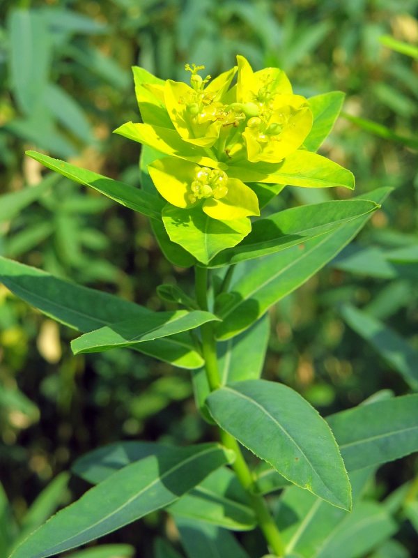 Молочай болотный (Euphorbia palustris)