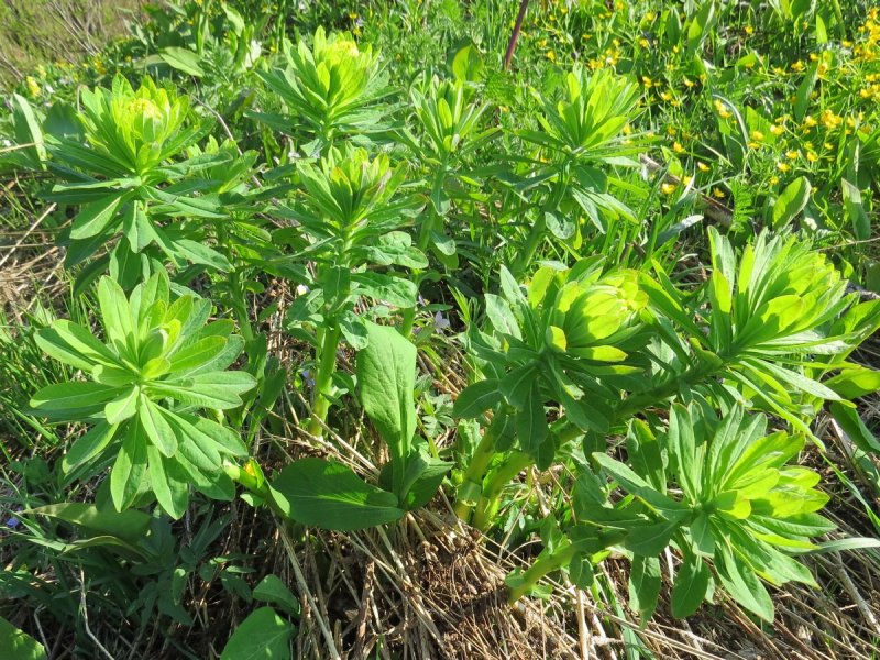 Euphorbia pilosa