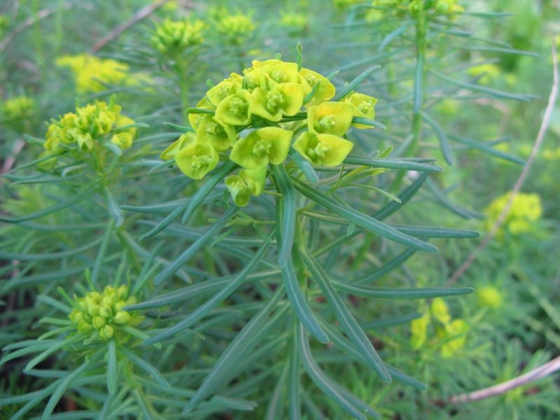Молочай Жигулёвский (Euphorbia zhiguliensis)