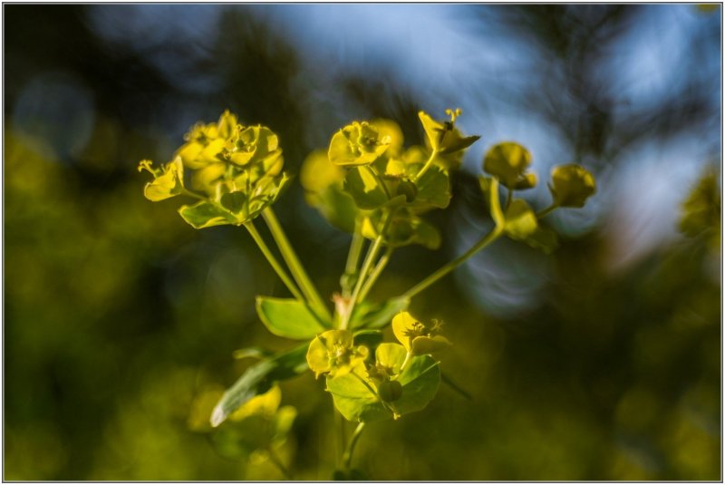 Молочай Жигулёвский (Euphorbia zhiguliensis)