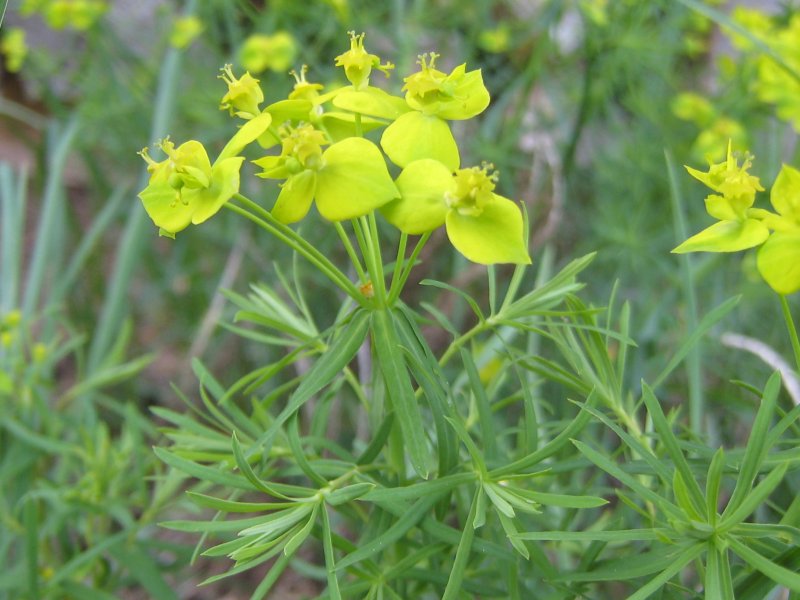 Молочай Жигулёвский (Euphorbia zhiguliensis)
