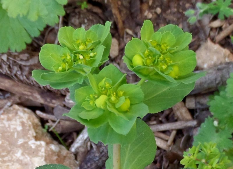 Euphorbia helioscopia молочай солнцегляд