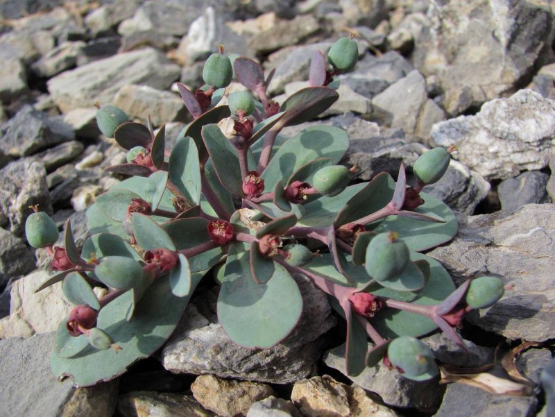Euphorbia rupestris
