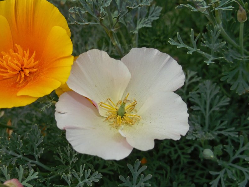Эшшольция ( Eschscholzia californica) Carmine King