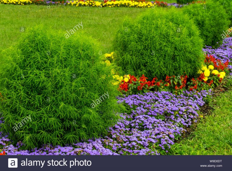 Кохия и Амарант на клумбе