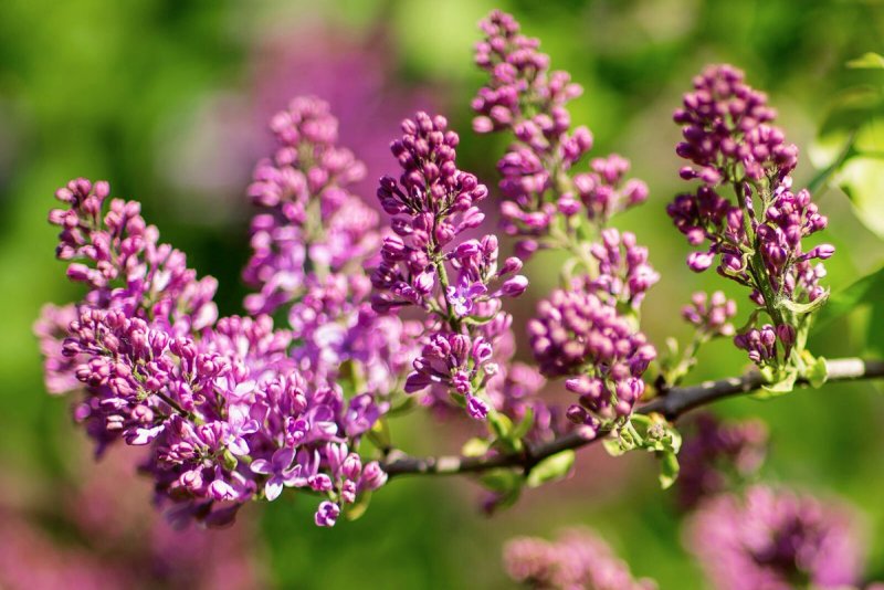 Syringa vulgaris capitaine Baltet