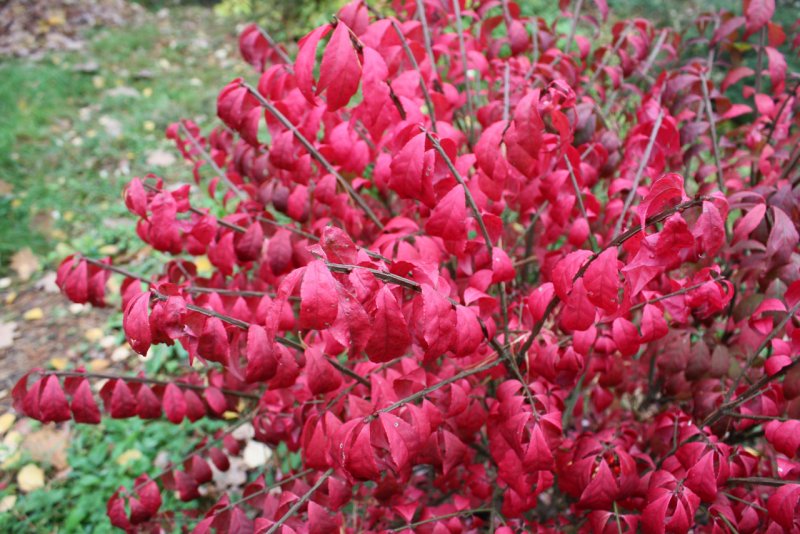 Euonymus europaeus