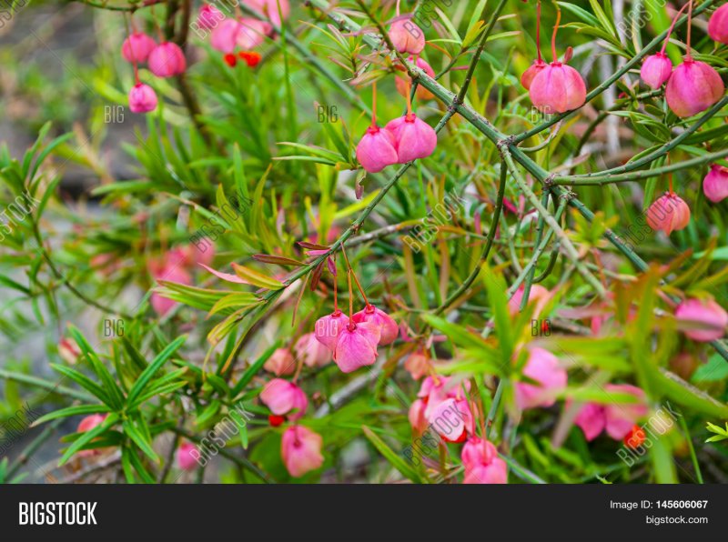 Бересклет Коопмана (Euonymus koopmannii)