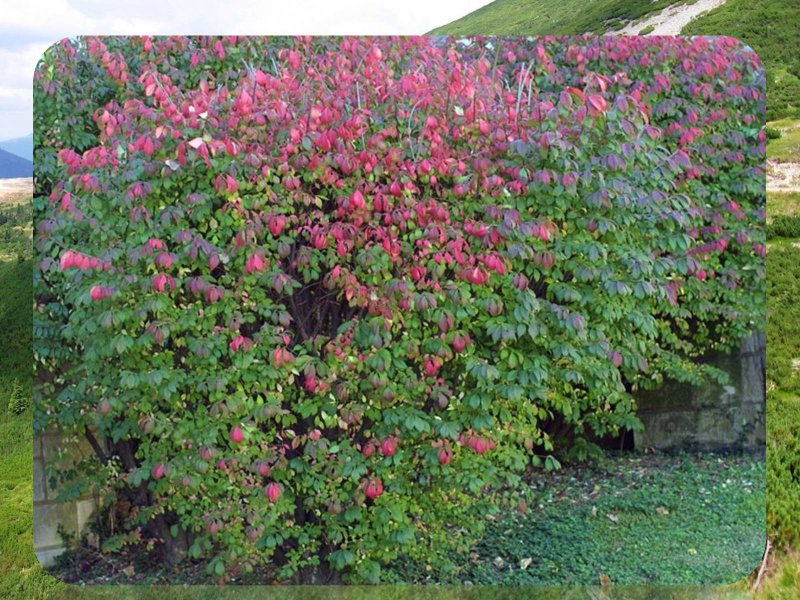 Бересклет Форчуна (Euonymus fortunei)