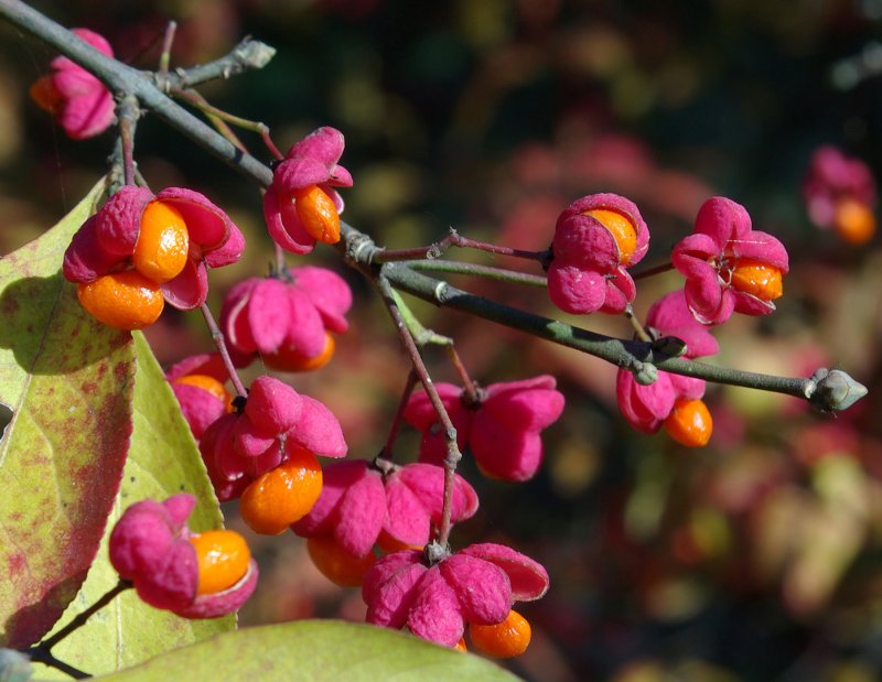 Euonymus hamiltonianus