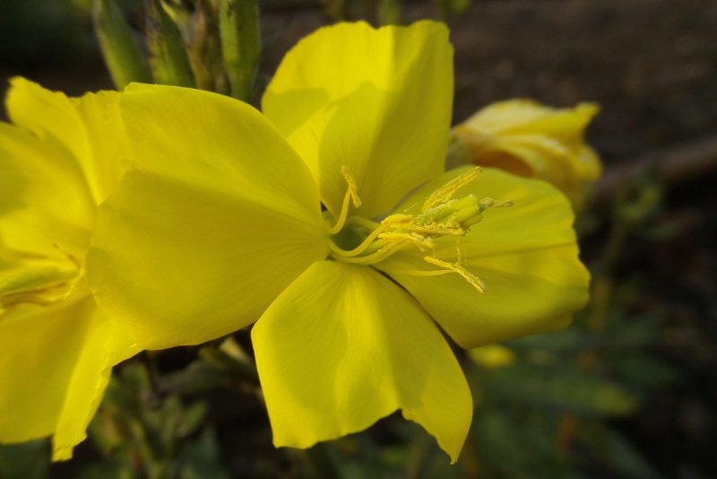 Энотера Oenothera African SUNPBR