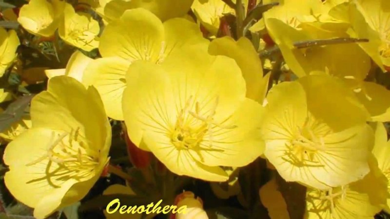 Oenothera speciosa