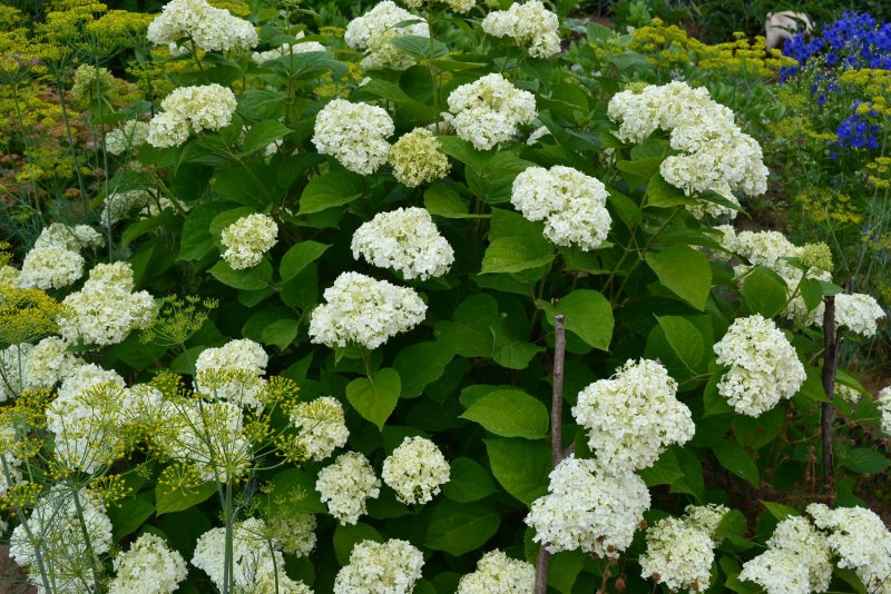 Гортензия древовидная (Hydrangéa arboréscens)