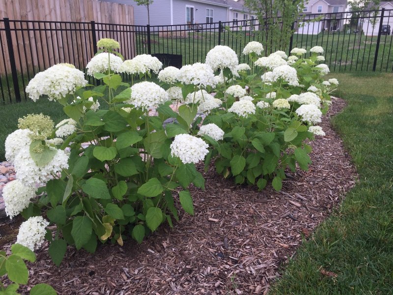 Гортензия древовидная (Hydrangea arborescens `Annabelle`)