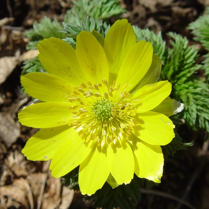 Адонис весенний (Adonis vernalis)