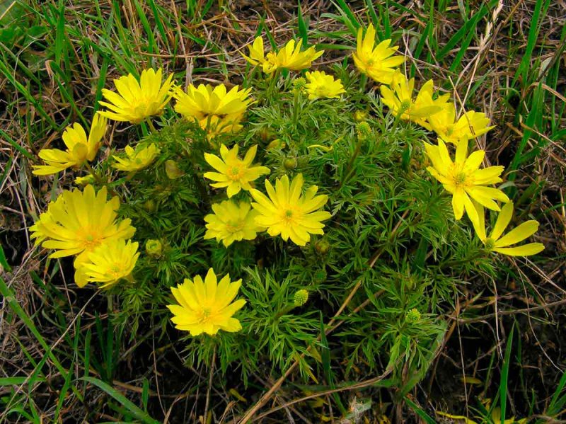 Горицвет весенний (Adonis vernalis l.)