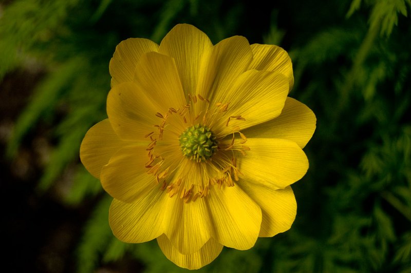 Горицвет весенний (Adonis vernalis)