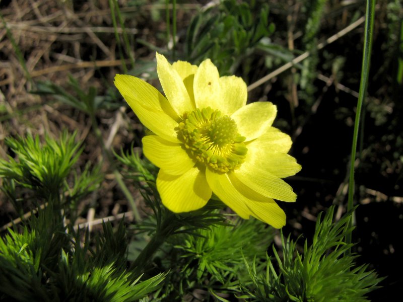 Адонис весенний - Adonis vernalis l.