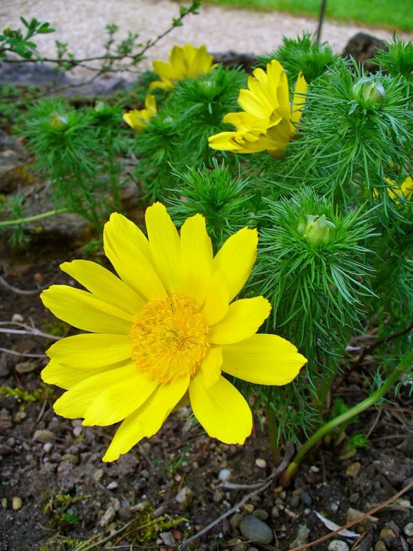 Горицвет весенний (Adonis vernalis)