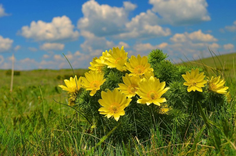 Горицвет весенний (Adonis vernalis)