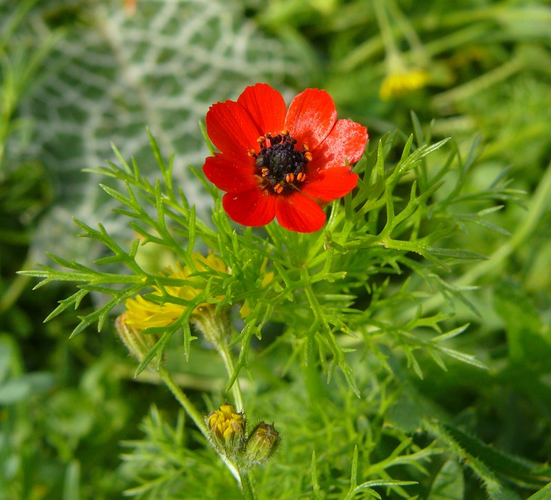 Горицвет весенний (Adonis vernalis)