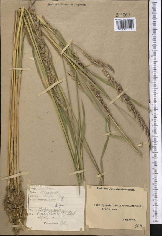 Осока Scirpus californicus