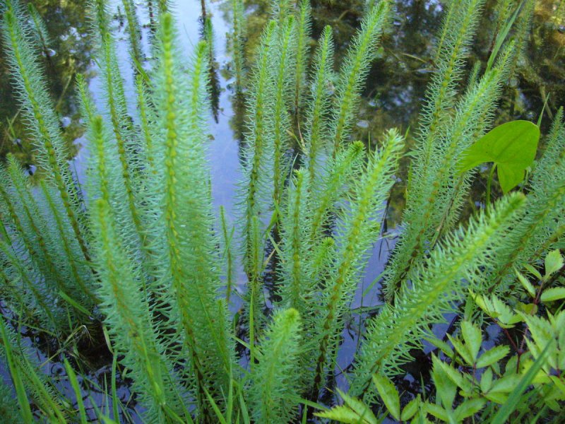 Beckmannia syzigachne