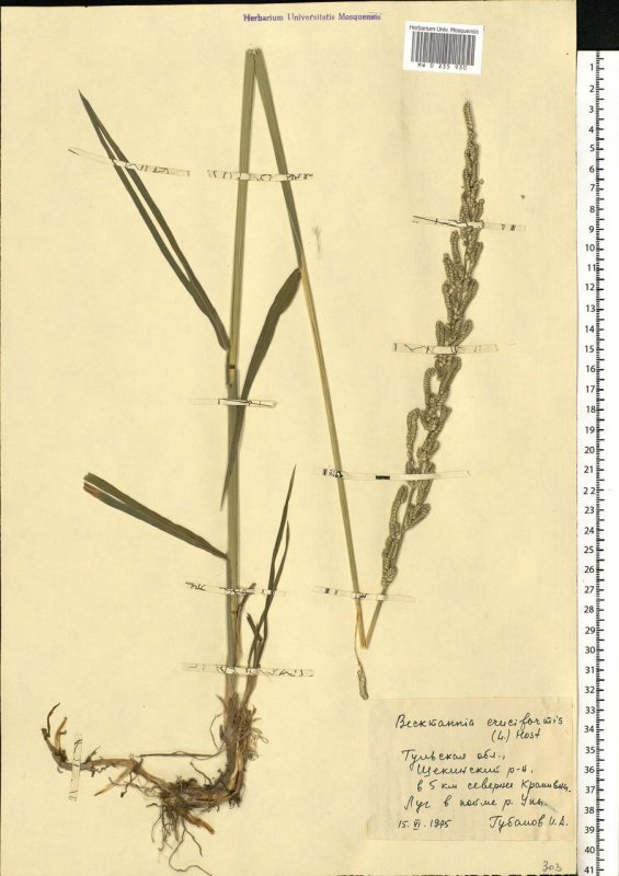 Пололепестник зеленый (Coeloglossum viride)